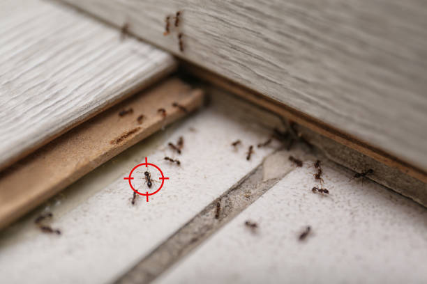 Best Spider Control Near Me  in Pulaski, TN