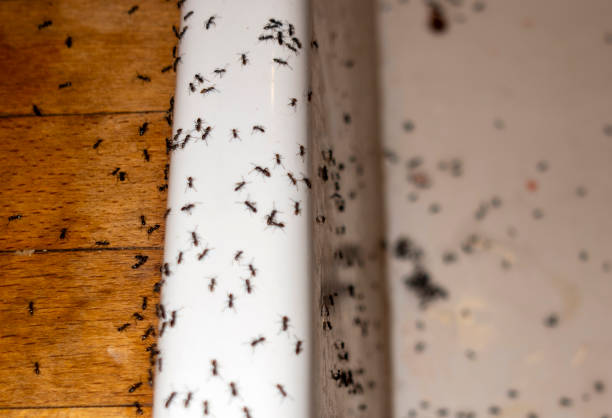 Best Insect Control  in Pulaski, TN